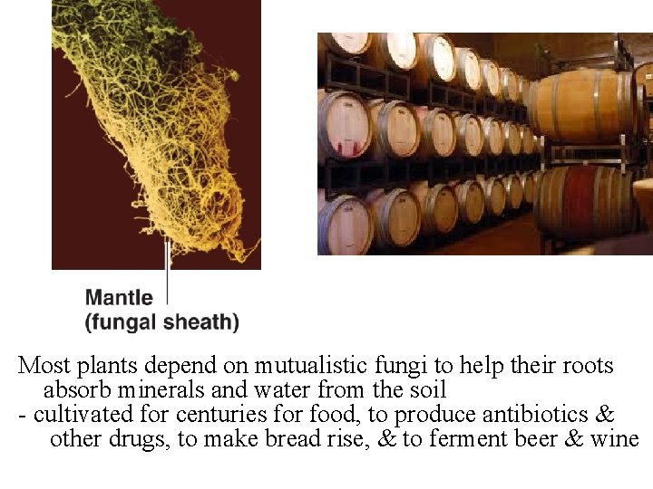 Most plants depend on mutualistic fungi to help their roots absorb minerals and water Most plants depend on mutualistic fungi to help their roots absorb minerals and water