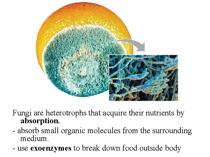 Fungi are heterotrophs that acquire their nutrients by absorption. - absorb small organic molecules Fungi are heterotrophs that acquire their nutrients by absorption. - absorb small organic molecules