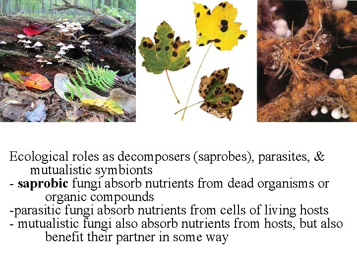 Ecological roles as decomposers (saprobes), parasites, & mutualistic symbionts - saprobic fungi absorb nutrients Ecological roles as decomposers (saprobes), parasites, & mutualistic symbionts - saprobic fungi absorb nutrients