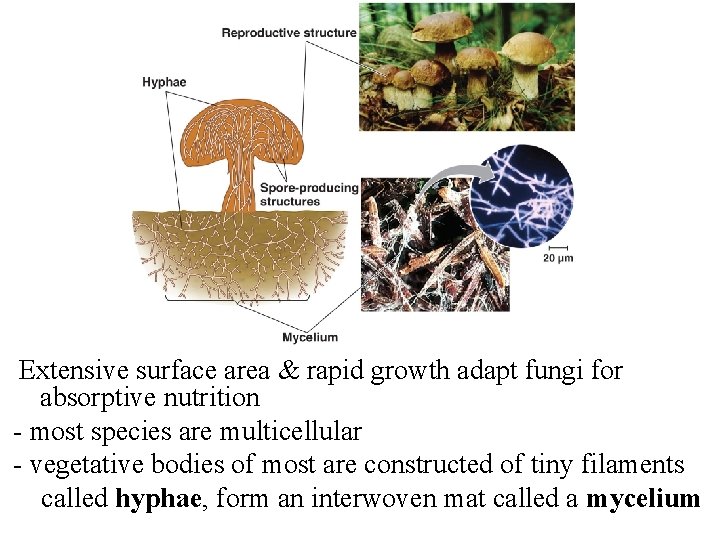 Extensive surface area & rapid growth adapt fungi for absorptive nutrition - most species Extensive surface area & rapid growth adapt fungi for absorptive nutrition - most species