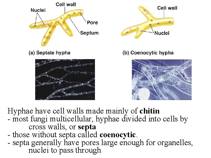 Hyphae have cell walls made mainly of chitin - most fungi multicellular, hyphae divided Hyphae have cell walls made mainly of chitin - most fungi multicellular, hyphae divided