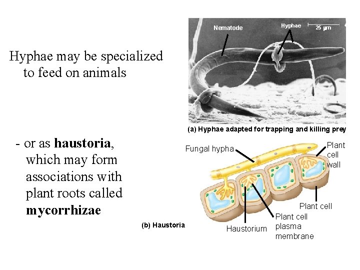 Nematode Hyphae 25 m Hyphae may be specialized to feed on animals (a) Hyphae Nematode Hyphae 25 m Hyphae may be specialized to feed on animals (a) Hyphae