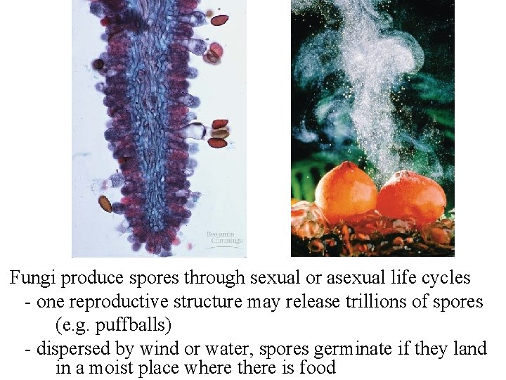 Fungi produce spores through sexual or asexual life cycles - one reproductive structure may Fungi produce spores through sexual or asexual life cycles - one reproductive structure may