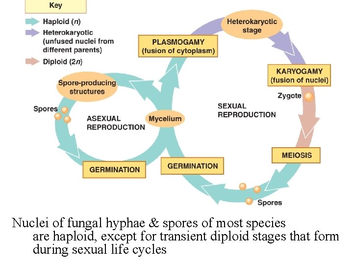 Nuclei of fungal hyphae & spores of most species are haploid, except for transient Nuclei of fungal hyphae & spores of most species are haploid, except for transient