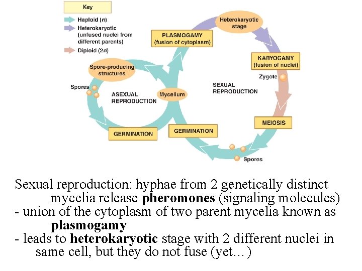 Sexual reproduction: hyphae from 2 genetically distinct mycelia release pheromones (signaling molecules) - union Sexual reproduction: hyphae from 2 genetically distinct mycelia release pheromones (signaling molecules) - union