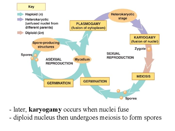 - later, karyogamy occurs when nuclei fuse - diploid nucleus then undergoes meiosis to - later, karyogamy occurs when nuclei fuse - diploid nucleus then undergoes meiosis to