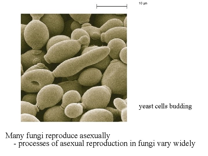 10 m yeast cells budding Many fungi reproduce asexually - processes of asexual reproduction 10 m yeast cells budding Many fungi reproduce asexually - processes of asexual reproduction