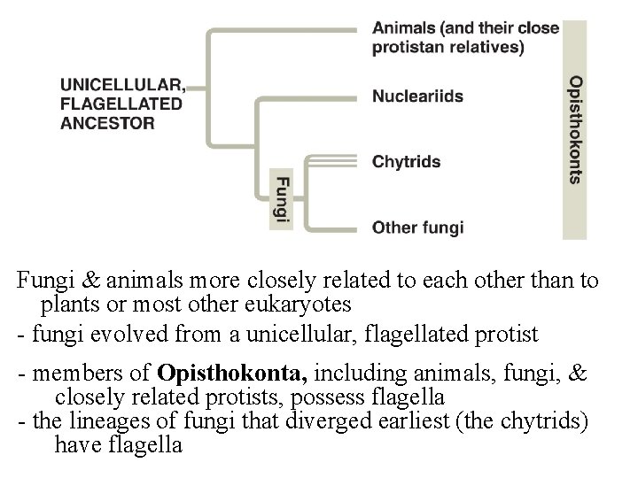Fungi & animals more closely related to each other than to plants or most Fungi & animals more closely related to each other than to plants or most