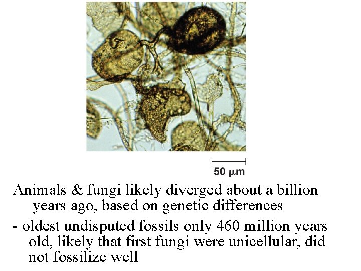 Animals & fungi likely diverged about a billion years ago, based on genetic differences Animals & fungi likely diverged about a billion years ago, based on genetic differences