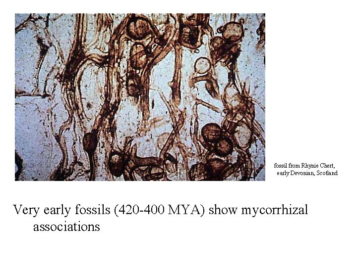 fossil from Rhynie Chert, early Devonian, Scotland Very early fossils (420 -400 MYA) show fossil from Rhynie Chert, early Devonian, Scotland Very early fossils (420 -400 MYA) show