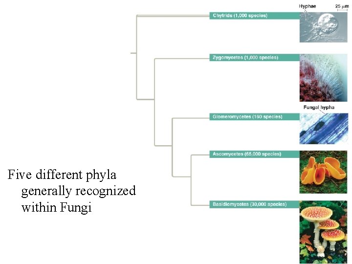 Five different phyla generally recognized within Fungi Five different phyla generally recognized within Fungi