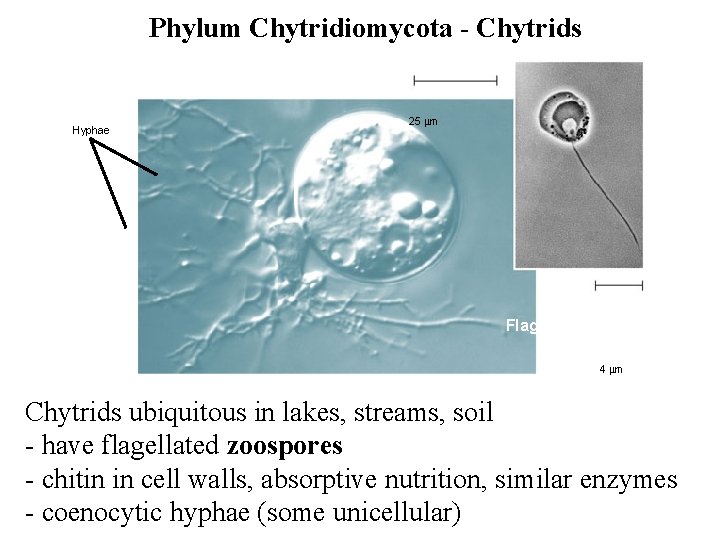 Phylum Chytridiomycota - Chytrids Hyphae 25 m Flagellum 4 m Chytrids ubiquitous in lakes, Phylum Chytridiomycota - Chytrids Hyphae 25 m Flagellum 4 m Chytrids ubiquitous in lakes,