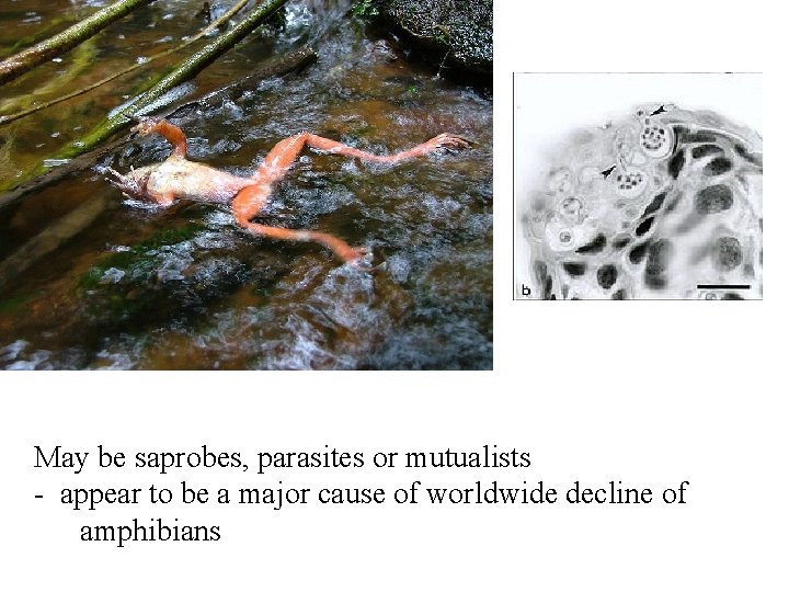 May be saprobes, parasites or mutualists - appear to be a major cause of May be saprobes, parasites or mutualists - appear to be a major cause of