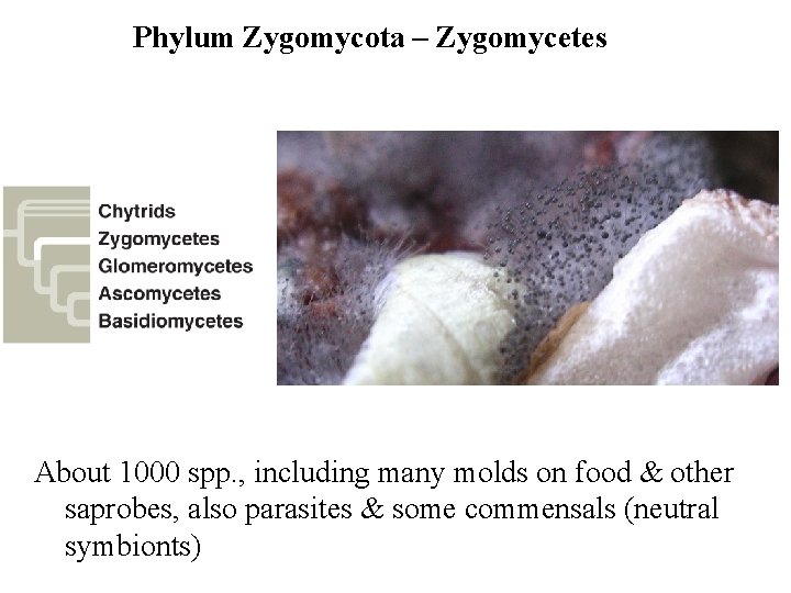 Phylum Zygomycota – Zygomycetes About 1000 spp. , including many molds on food & Phylum Zygomycota – Zygomycetes About 1000 spp. , including many molds on food &