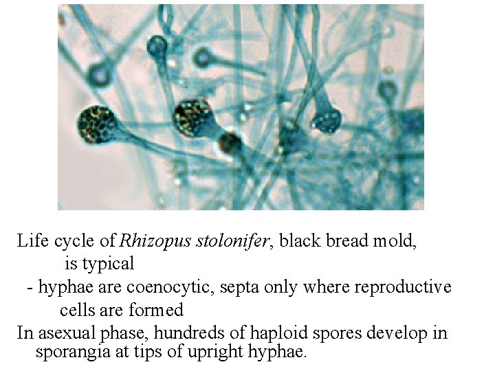 Life cycle of Rhizopus stolonifer, black bread mold, is typical - hyphae are coenocytic, Life cycle of Rhizopus stolonifer, black bread mold, is typical - hyphae are coenocytic,