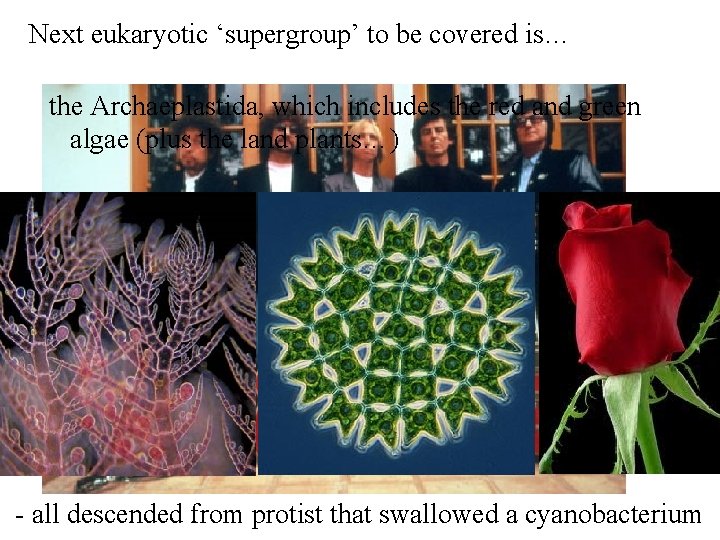 Next eukaryotic ‘supergroup’ to be covered is… the Archaeplastida, which includes the red and Next eukaryotic ‘supergroup’ to be covered is… the Archaeplastida, which includes the red and