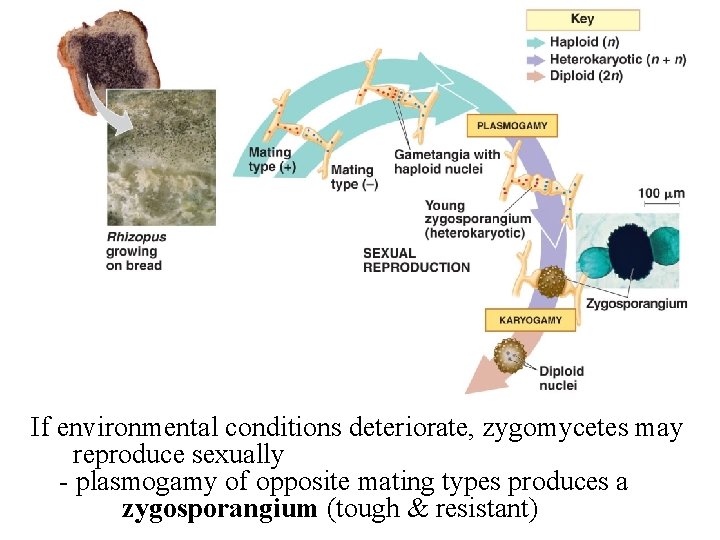 If environmental conditions deteriorate, zygomycetes may reproduce sexually - plasmogamy of opposite mating types If environmental conditions deteriorate, zygomycetes may reproduce sexually - plasmogamy of opposite mating types