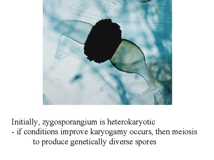 Initially, zygosporangium is heterokaryotic - if conditions improve karyogamy occurs, then meiosis to produce Initially, zygosporangium is heterokaryotic - if conditions improve karyogamy occurs, then meiosis to produce