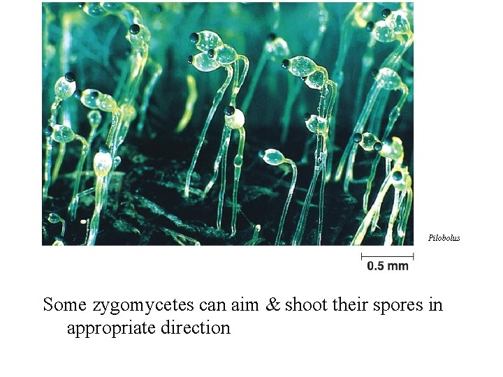 Pilobolus Some zygomycetes can aim & shoot their spores in appropriate direction Pilobolus Some zygomycetes can aim & shoot their spores in appropriate direction