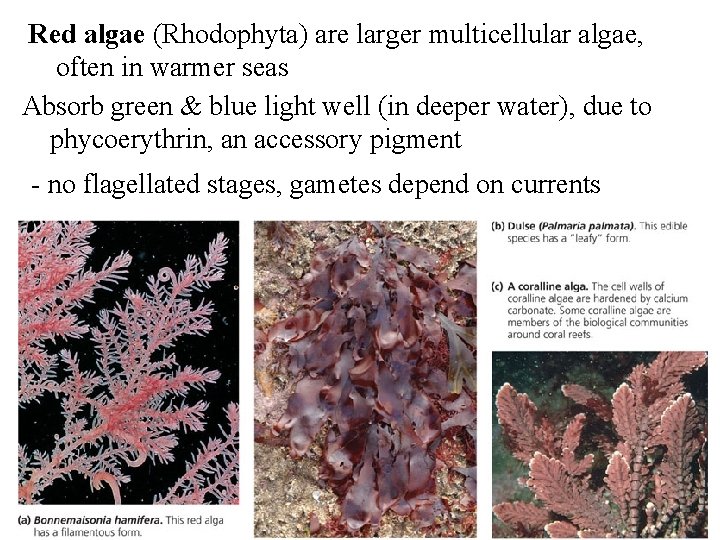 Red algae (Rhodophyta) are larger multicellular algae, often in warmer seas Absorb green & Red algae (Rhodophyta) are larger multicellular algae, often in warmer seas Absorb green &