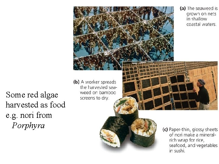 Some red algae harvested as food e. g. nori from Porphyra Some red algae harvested as food e. g. nori from Porphyra