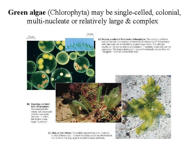 Green algae (Chlorophyta) may be single-celled, colonial, multi-nucleate or relatively large & complex Green algae (Chlorophyta) may be single-celled, colonial, multi-nucleate or relatively large & complex