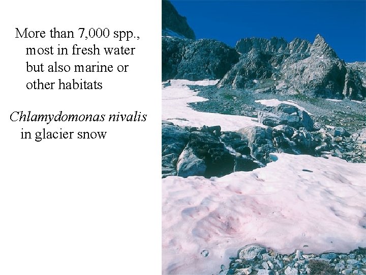 More than 7, 000 spp. , most in fresh water but also marine or More than 7, 000 spp. , most in fresh water but also marine or
