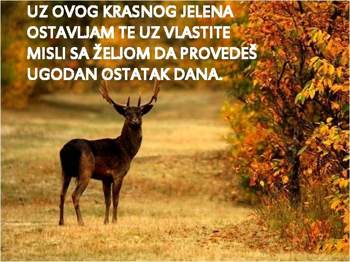 UZ OVOG KRASNOG JELENA OSTAVLJAM TE UZ VLASTITE MISLI SA ŽELJOM DA PROVEDEŠ UGODAN