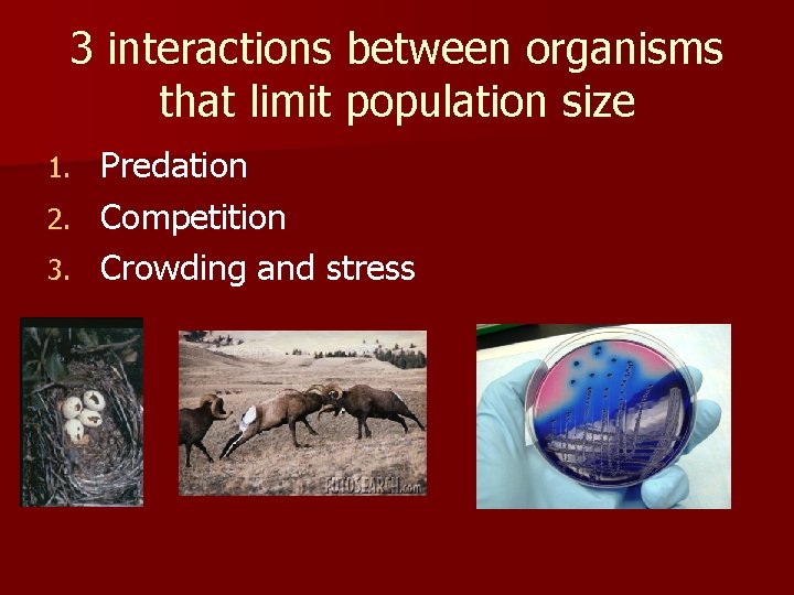 3 interactions between organisms that limit population size Predation 2. Competition 3. Crowding and