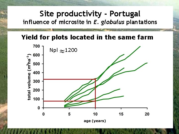 Site productivity - Portugal influence of microsite in E. globulus plantations Yield for plots