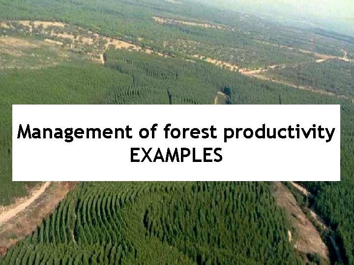 Management of forest productivity EXAMPLES 
