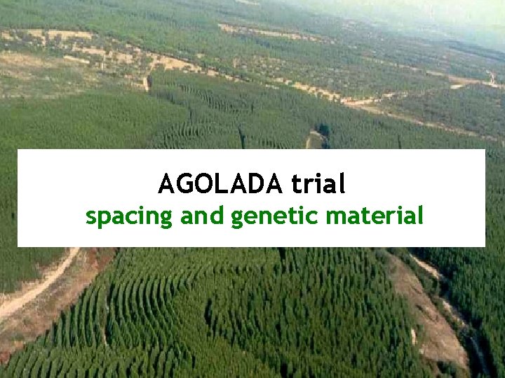 AGOLADA trial spacing and genetic material 