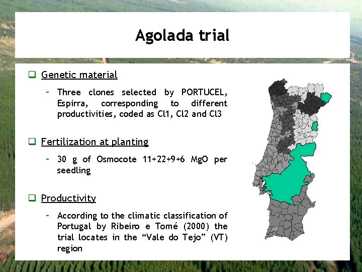 Agolada trial q Genetic material – Three clones selected by PORTUCEL, Espirra, corresponding to