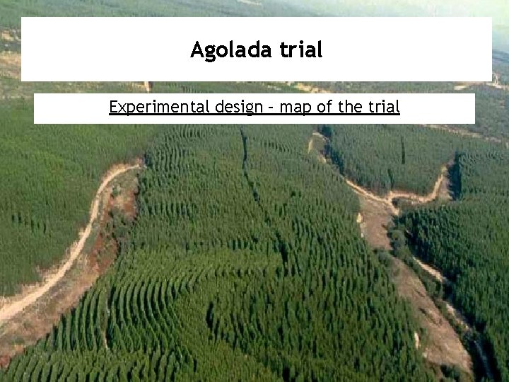 Agolada trial Experimental design – map of the trial 