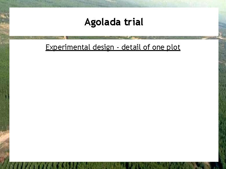 Agolada trial Experimental design - detail of one plot 