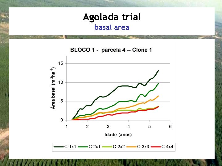 Agolada trial basal area 