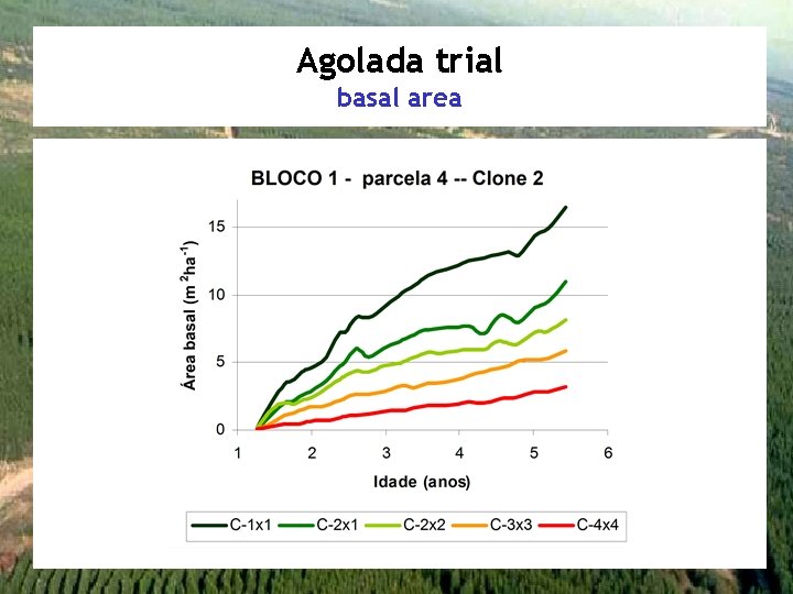 Agolada trial basal area 