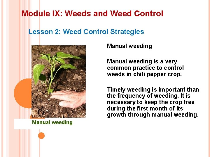 Module IX: Weeds and Weed Control Lesson 2: Weed Control Strategies Manual weeding is