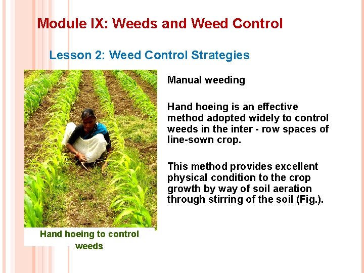 Module IX: Weeds and Weed Control Lesson 2: Weed Control Strategies Manual weeding Hand