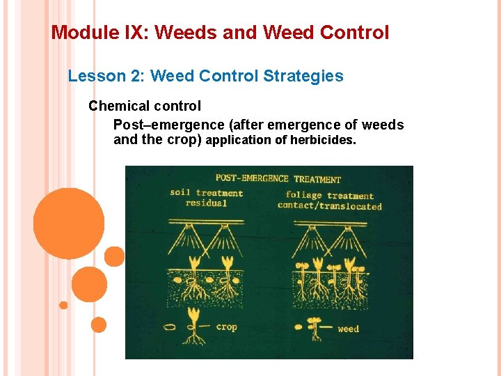 Module IX: Weeds and Weed Control Lesson 2: Weed Control Strategies Chemical control Post–emergence