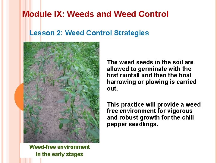 Module IX: Weeds and Weed Control Lesson 2: Weed Control Strategies The weed seeds