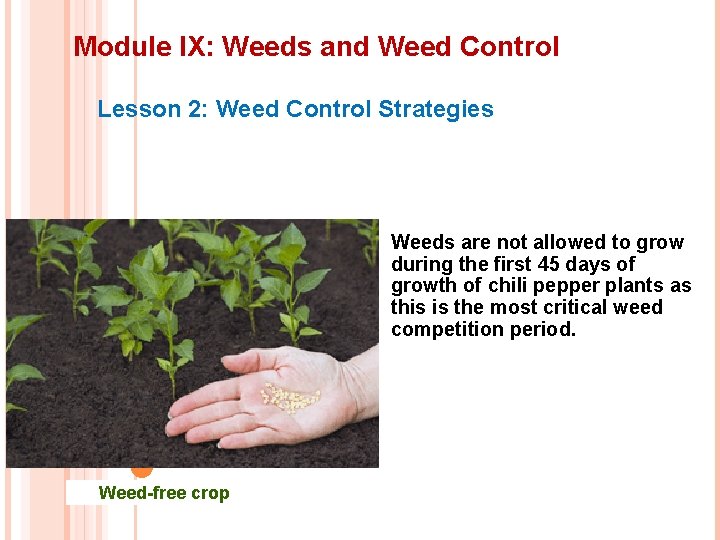 Module IX: Weeds and Weed Control Lesson 2: Weed Control Strategies Weeds are not