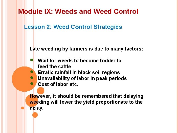 Module IX: Weeds and Weed Control Lesson 2: Weed Control Strategies Late weeding by