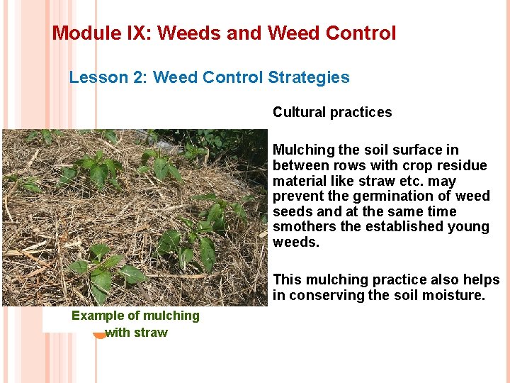 Module IX: Weeds and Weed Control Lesson 2: Weed Control Strategies Cultural practices Mulching