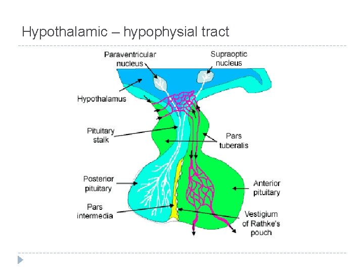 Hypothalamic – hypophysial tract 