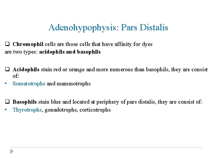 Adenohypophysis: Pars Distalis q Chromophil cells are those cells that have affinity for dyes