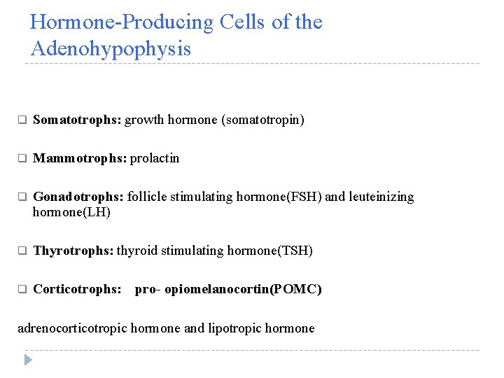 Hormone-Producing Cells of the Adenohypophysis q Somatotrophs: growth hormone (somatotropin) q Mammotrophs: prolactin q