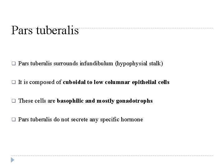 Pars tuberalis q Pars tuberalis surrounds infundibulum (hypophysial stalk) q It is composed of