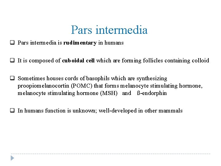 Pars intermedia q Pars intermedia is rudimentary in humans q It is composed of