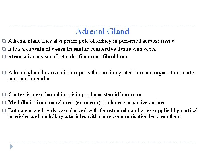 Adrenal Gland q q q Adrenal gland Lies at superior pole of kidney in